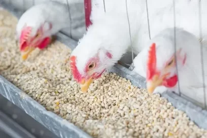 Chicken enjoying feeds with soya cake from Agrosahas