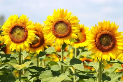 Sunflower at Agrosahas