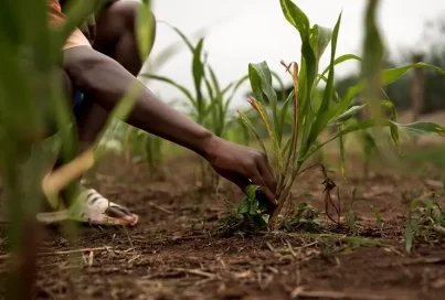 Digifarmer, for better Agriculture in Africa