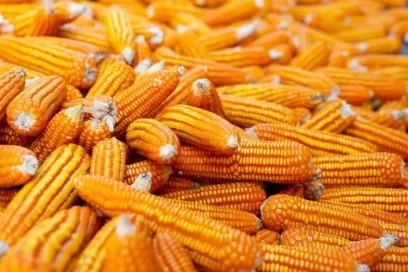 Kyekyo Maize Corn