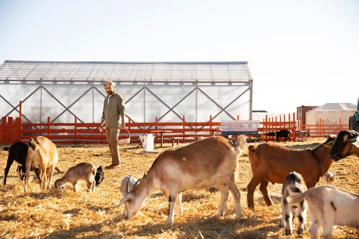 Livestock farming - goats on a sunny day