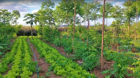 Agroforestry Practices