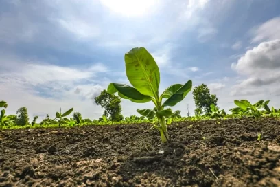 Climate Resilient Agriculture