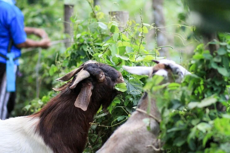 Sustainable Livestock Management: Integrating Animals into Agrosahas Farming Systems