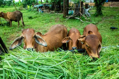 Scaling Up Sustainable Agriculture