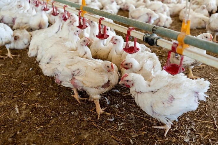 Why Broilers Thrive on Kukuchku Feeds: Key Nutritional Benefits