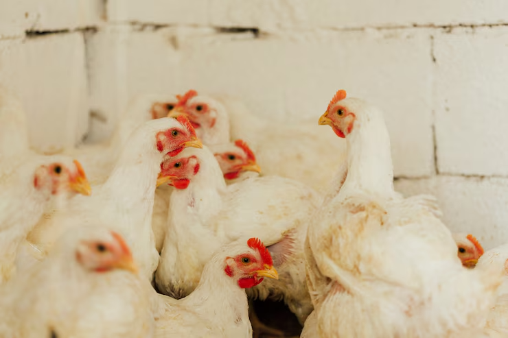 Understanding Broiler Concentrates: What 10% and 35% Mean for Your Flock