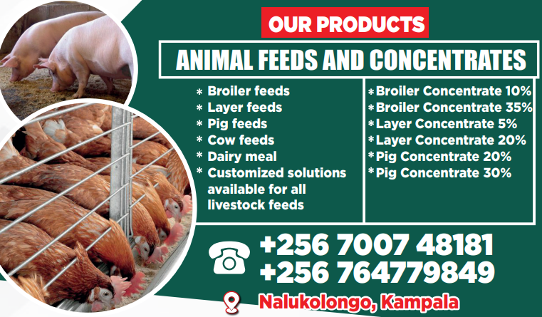 Meet Our Range: An Overview of Kukuchku’s Animal Feeds and Concentrates