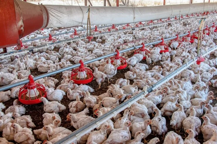 Kukuchku broiler feeds