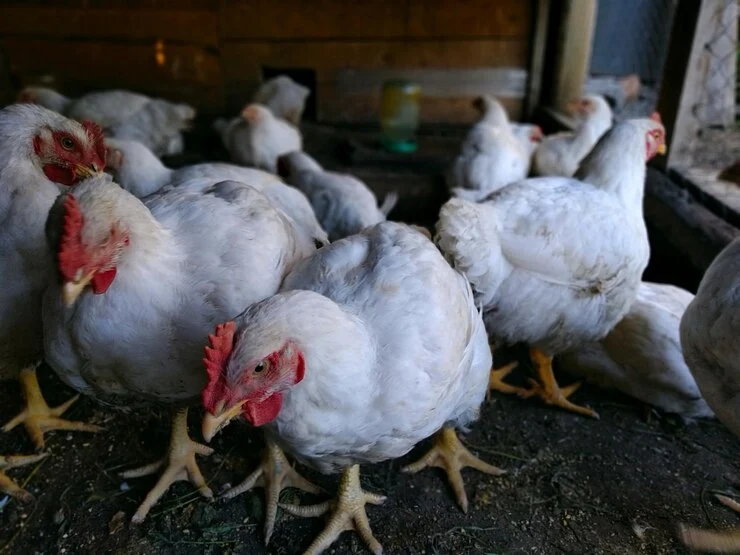 How to Choose the Right Broiler Feed: A Guide for Poultry Farmers