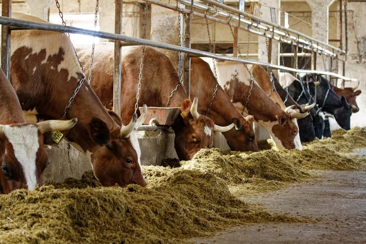 How Kukuchku Aligns with Global Standards for Animal Nutrition