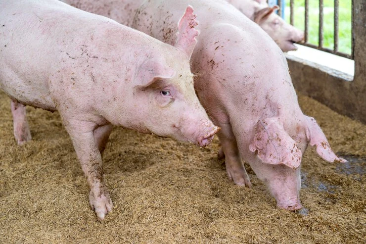 Pig Concentrates: 20% vs. 30% – How to Choose the Right Feed