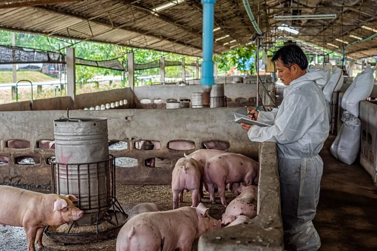 Kukuchku pig feeds