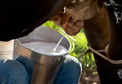 Man milking a cow