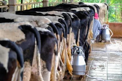 Maximize Milk Production with Kukuchku Cow Feeds