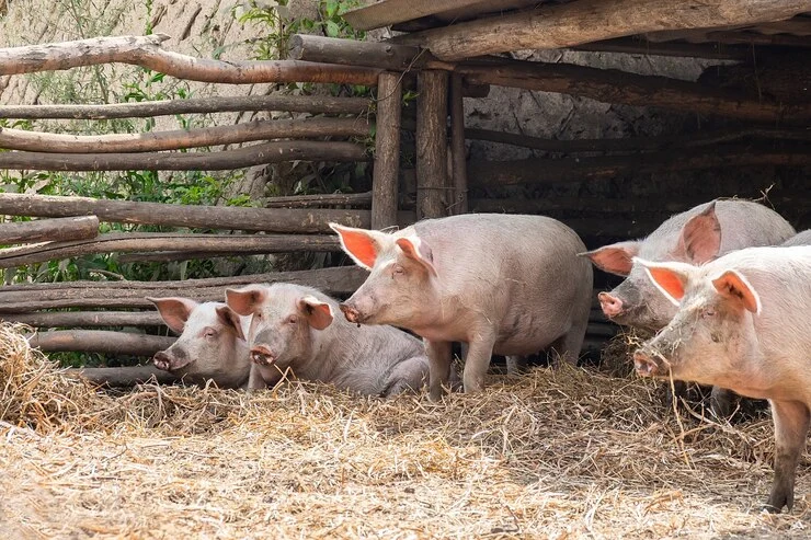 Proven Results for Faster Growth Kukuchku Pig Feeds