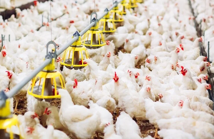 Success Stories with Kukuchku Broiler Feeds