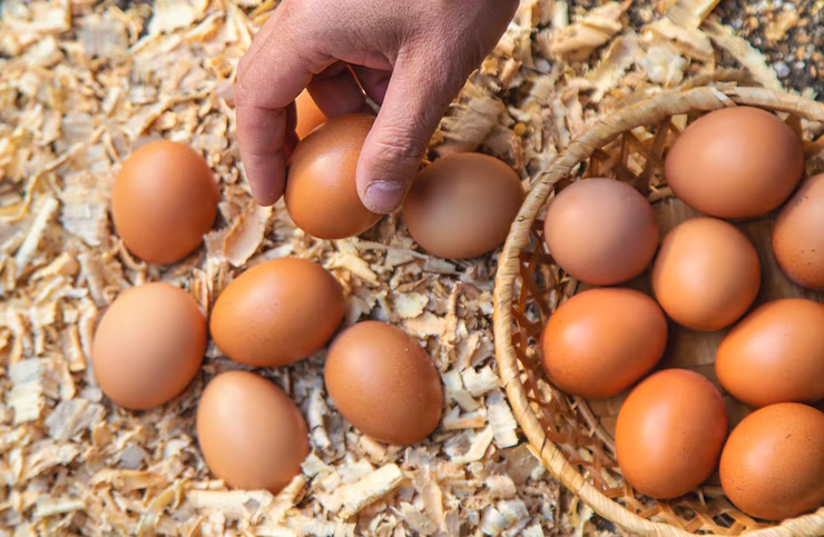 The Role of Nutrition in Egg Quality