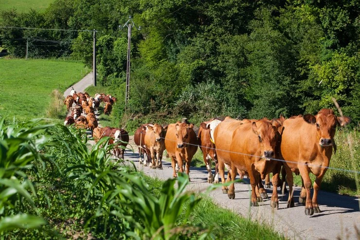 Kukuchku helping farmers